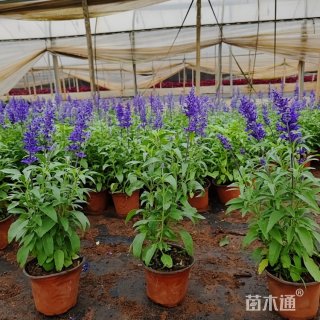 高度50厘米鼠尾草