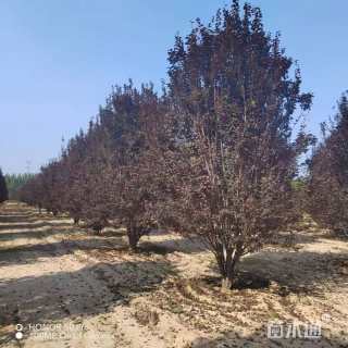 高度400厘米丛生紫叶李