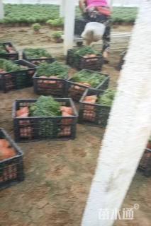 高度40厘米球菊