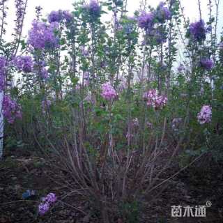 高度250厘米丛生丁香
