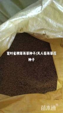 天人菊种子