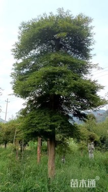 高度350厘米羽毛枫