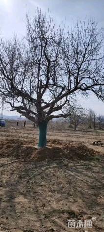 41公分八棱海棠