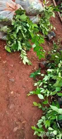 高度25厘米鸭脚木