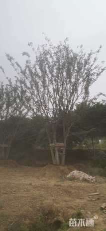 75公分丛生朴树