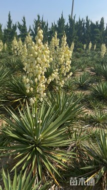 高度40厘米剑麻
