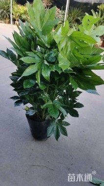 高度80厘米八角金盘