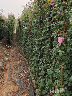 高度120厘米月季