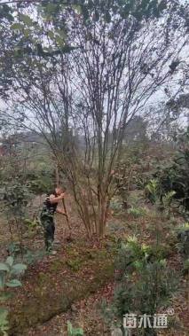 高度350厘米丛生紫薇