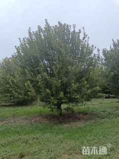 12公分北美海棠