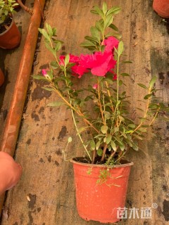 高度25厘米杜鹃