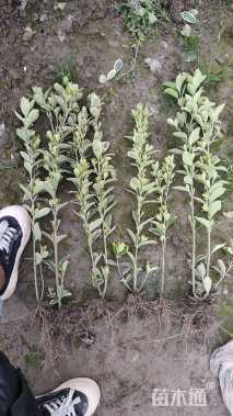 高度40厘米万年青