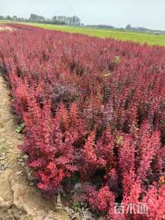 高度70厘米紫叶小檗