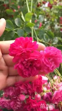 高度100厘米木香