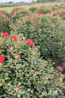 高度100厘米红花继木柱