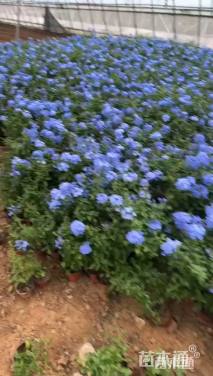 高度30厘米蓝雪花