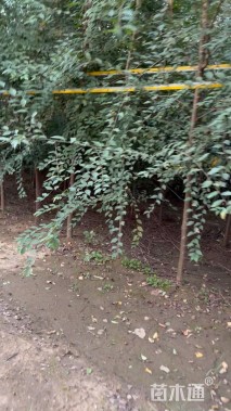 4公分榆树