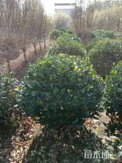 高度110厘米栀子花