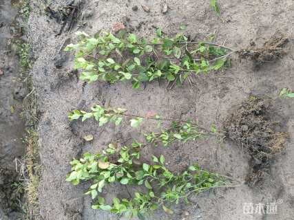 高度40厘米卫矛