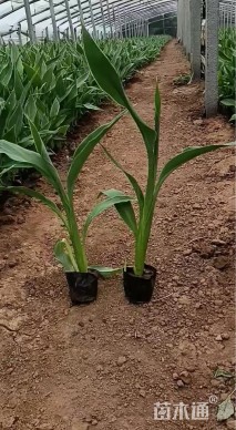 高度40厘米水生美人蕉