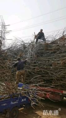 2.5公分八棱海棠