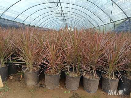 高度50厘米马尾铁