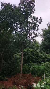 10公分杜英
