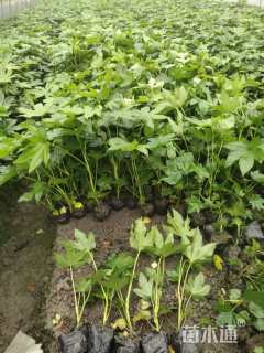 高度40厘米八角金盘