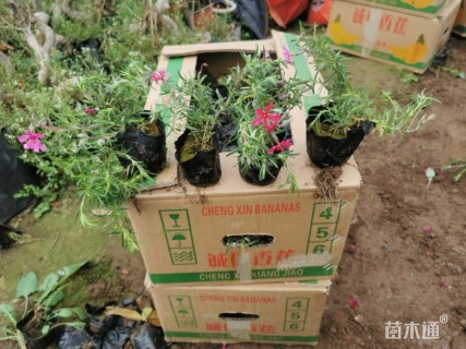 高度1015厘米宿根福禄考