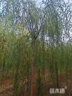 12公分青皮垂柳