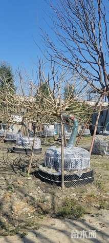 12公分红果冬青