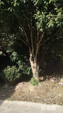 30公分桂花