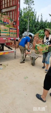 高度50厘米棣棠