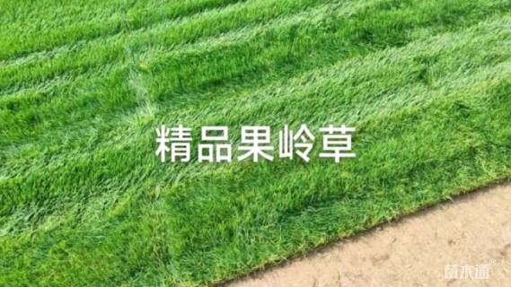 草卷状果岭草