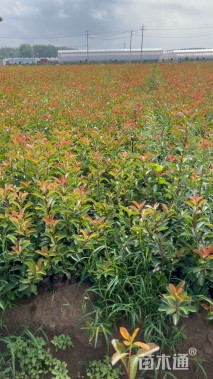 0.5公分红叶石楠