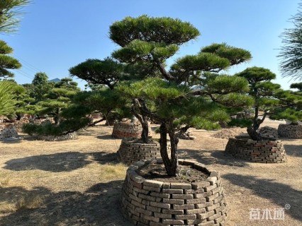 高度100厘米黑松