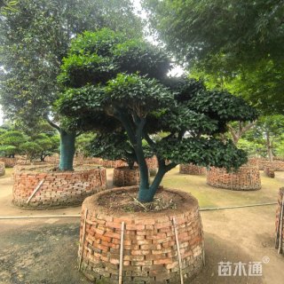 高度280厘米日本茶梅