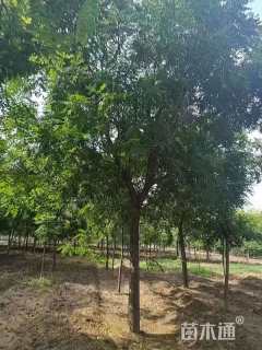 26公分栾树