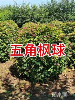 高度200厘米五角枫球