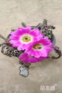 高度50厘米虎刺梅