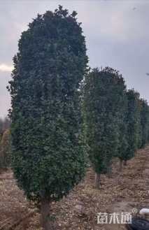 高度350厘米卫矛