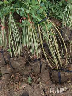 高度120厘米连翘