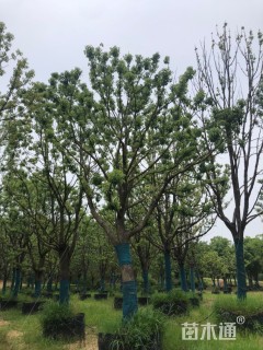 18公分香樟