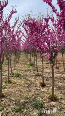高度300厘米紫荆