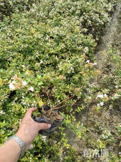 高度40厘米大花六道木小苗