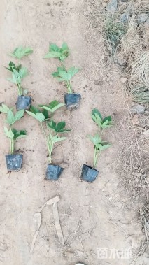 高度30厘米八角金盘