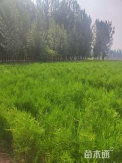 高度30厘米侧柏