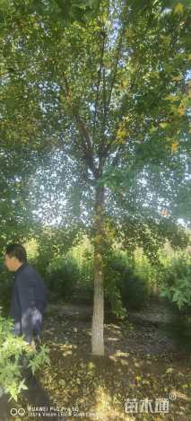 12公分元宝枫