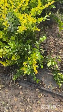 高度50厘米金叶女贞