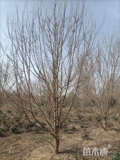 高度600厘米丛生三角枫